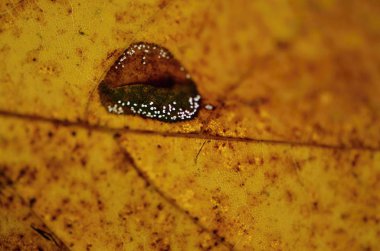 sonbahar yaprak doku doğa