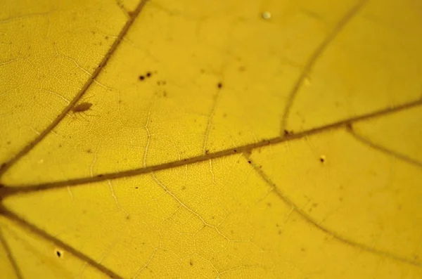 Autumnal leaf nature texture — Stock Photo, Image