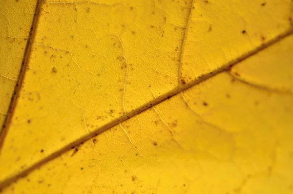 Autumnal leaf nature texture — Stock Photo, Image