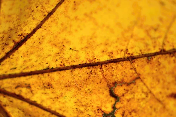 Autumnal leaf nature texture — Stock Photo, Image