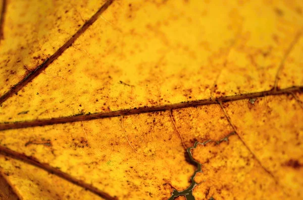 Autumnal leaf nature texture — Stock Photo, Image