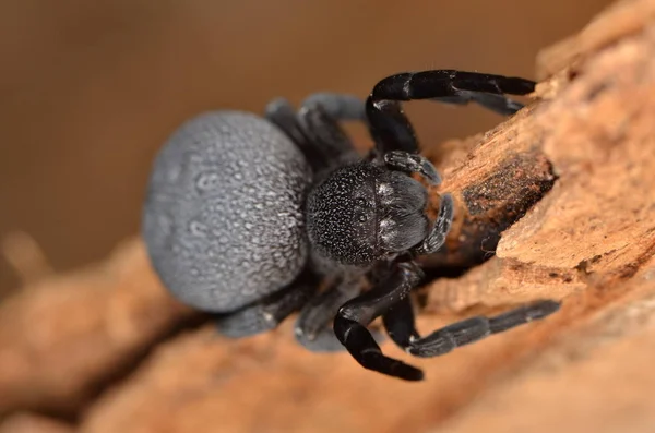 Lieveheersbeestje spider - Eresus walckenaeri — Stockfoto