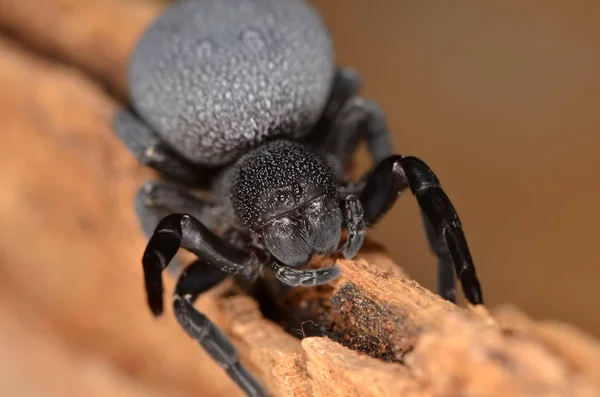 Biedronka pająk - Eresus walckenaeri — Zdjęcie stockowe
