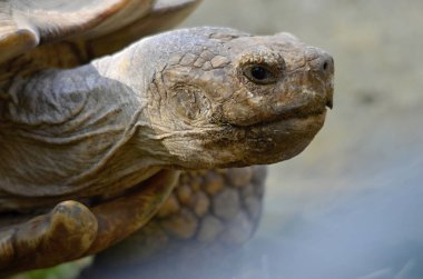 Geochelone sulcata. Afrika kaplumbağa Spurs
