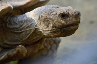 Geochelone sulcata. Afrika kaplumbağa Spurs