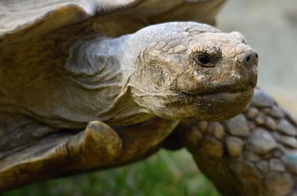 Geochelone sulcata. Afrika kaplumbağa Spurs
