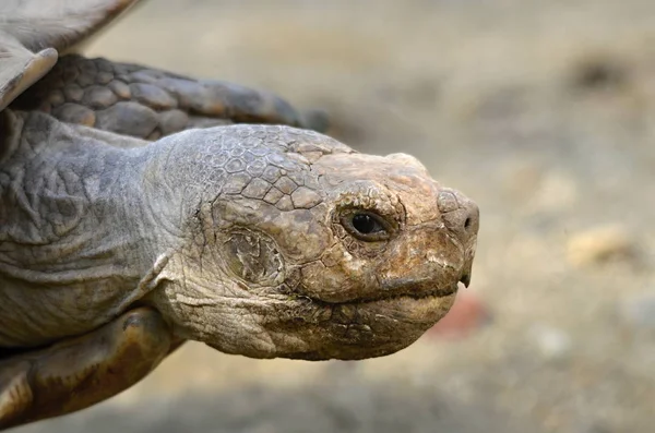 Geochelone sulcata. Afrika kaplumbağa Spurs