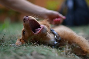 Doğada küçük köpek