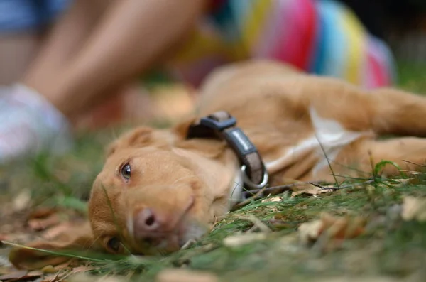 Junger Hund in der Natur — Stockfoto