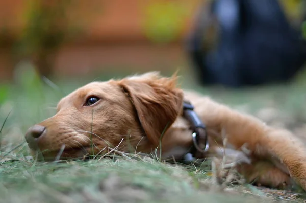 Junger Hund in der Natur — Stockfoto