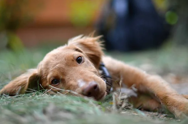 Junger Hund in der Natur — Stockfoto