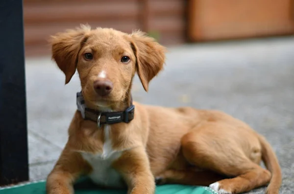 Junger Hund in der Natur — Stockfoto