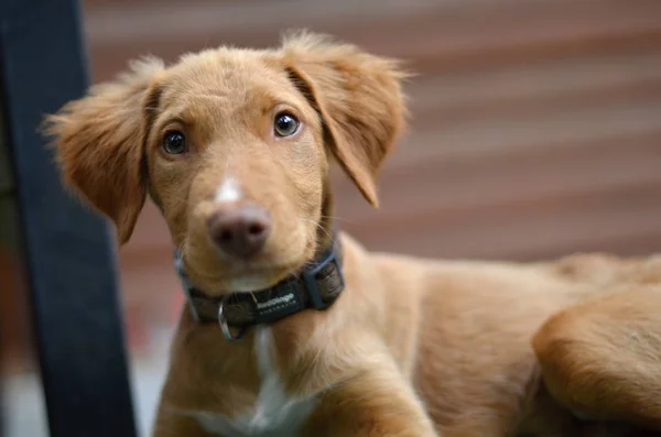 自然の中の若い犬 — ストック写真