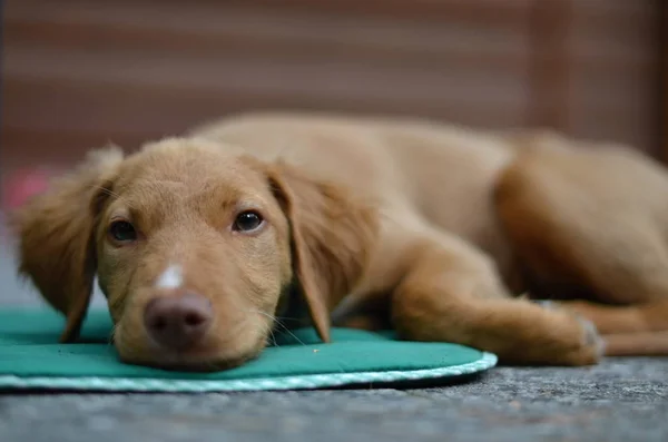 Young dog in nature — Stock Photo, Image