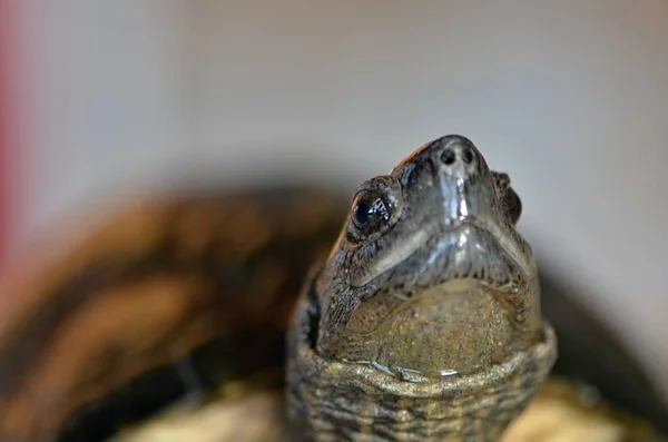 Asian leafe turtle (Cyclemys dentata) — Stock Photo, Image