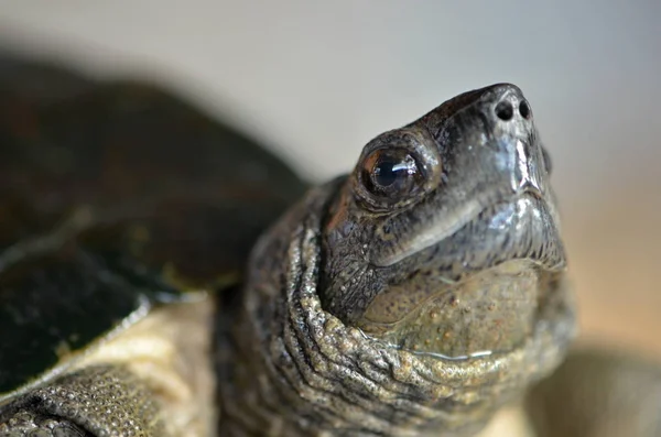 Żółw azjatycki (Cyclemys dentata) — Zdjęcie stockowe