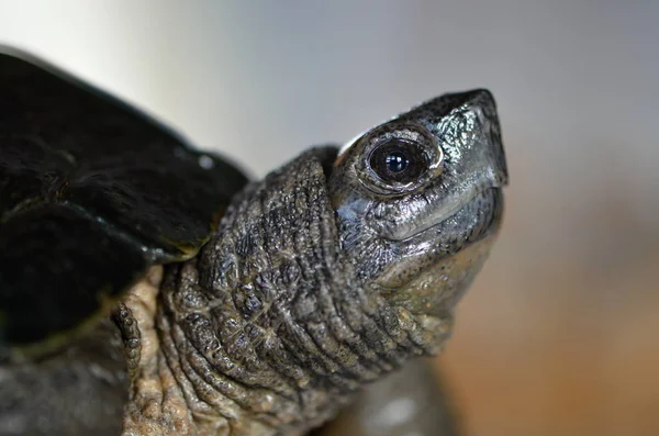 Tortuga de hoja asiática (Cyclemys dentata ) —  Fotos de Stock