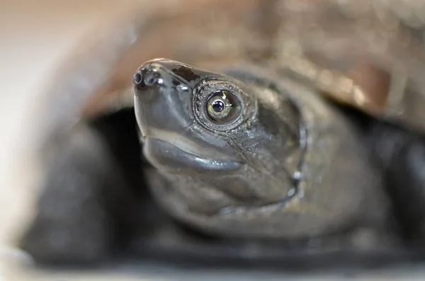 Tortue d'étang chinoise — Photo