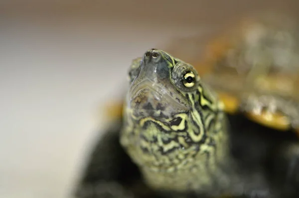 Chinesische Teichschildkröte — Stockfoto