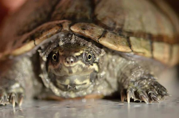 Обыкновенная мускусная черепаха — стоковое фото