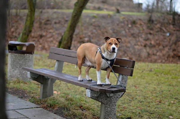 Staffordshire Bull Terrier — Foto Stock