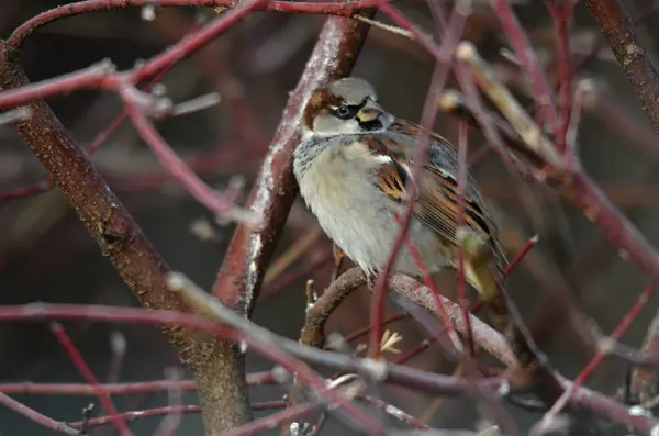 Gorrión de casa (Passer domesticus) — Foto de Stock