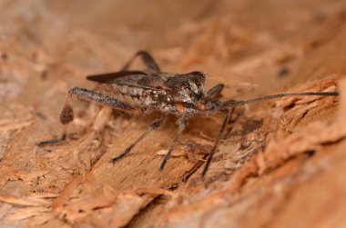Batı kozalaklı tohum böceği (Leptoglossus occidentalis) 