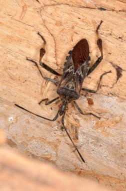 Western Conifer Seed Bug (Leptoglossus occidentalis)  clipart