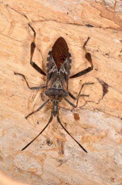 Batı kozalaklı tohum böceği (Leptoglossus occidentalis) 
