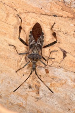 Western Conifer Seed Bug (Leptoglossus occidentalis)  clipart