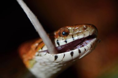 Mısır yılan (Pantherophis guttatus)