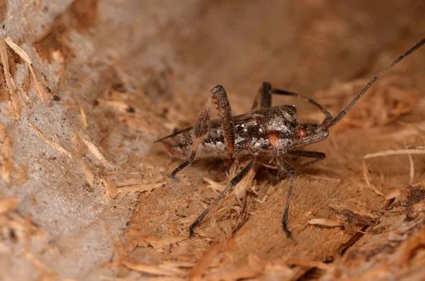 Fallo de semillas de coníferas occidentales (Leptoglossus occidentalis) — Foto de Stock