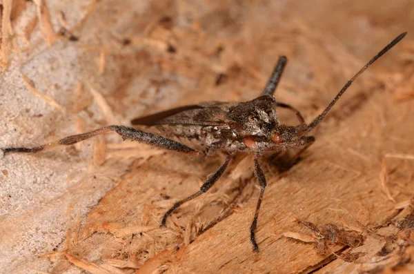 西部针叶树种子虫(Leptoglossus occidentalis)) — 图库照片