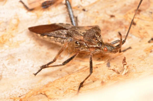 Σπέρμα από σπόρους κωνίφερ της Δύσης (Leptoglossus occidentalis)) — Φωτογραφία Αρχείου