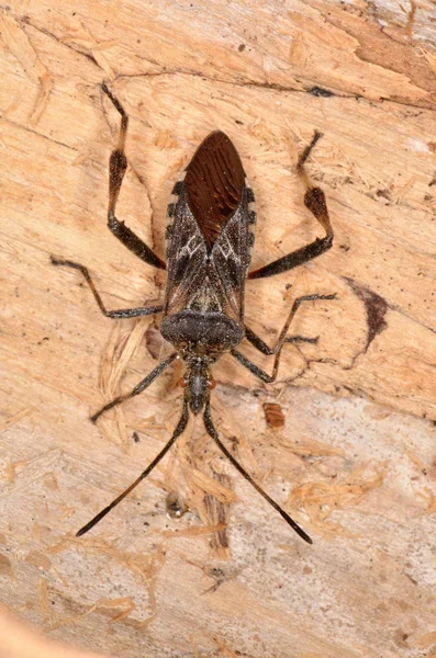Batı kozalaklı tohum böceği (Leptoglossus occidentalis) — Stok fotoğraf