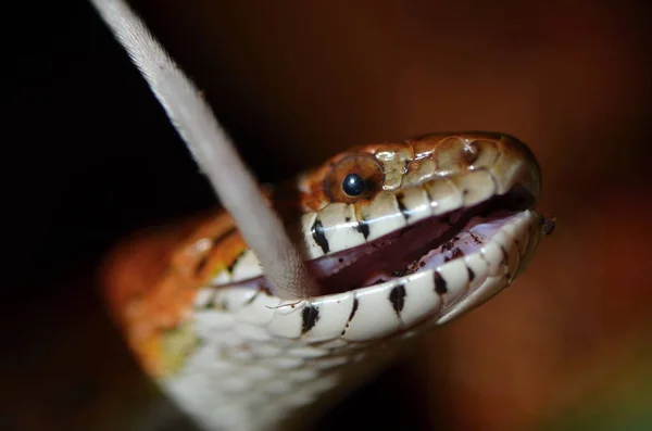 Кукурудзяна змія ( Pantherophis guttatus ) — стокове фото