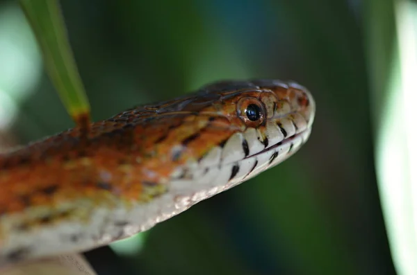 Kukorica kígyó (Pantherophis guttatus) — Stock Fotó