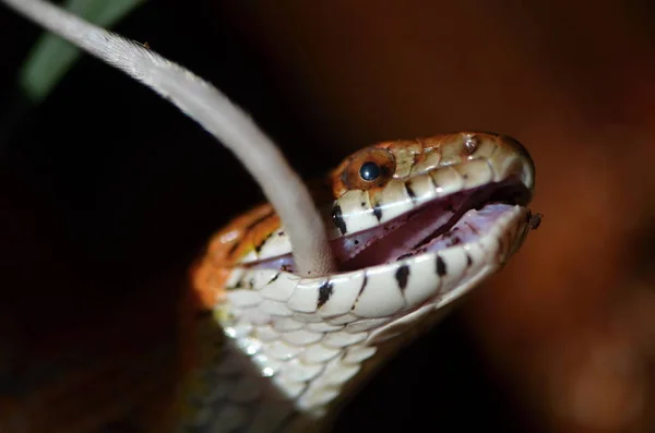 Corn Snake (Pantherophis guttatus) — Stockfoto