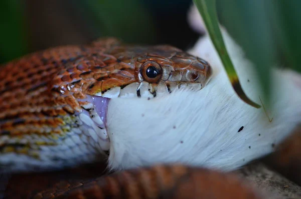 Кукурузная змея (Pantherophis guttatus ) — стоковое фото