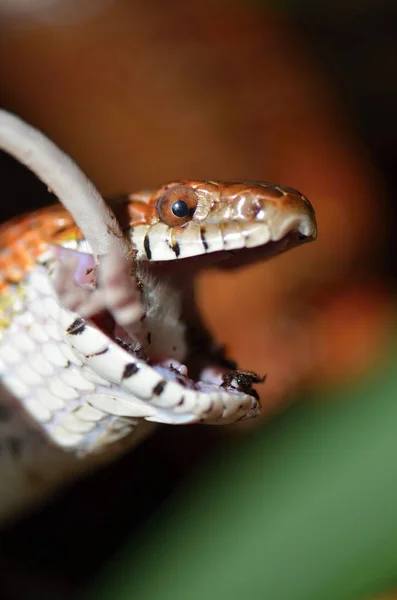 Кукурудзяна змія ( Pantherophis guttatus ) — стокове фото