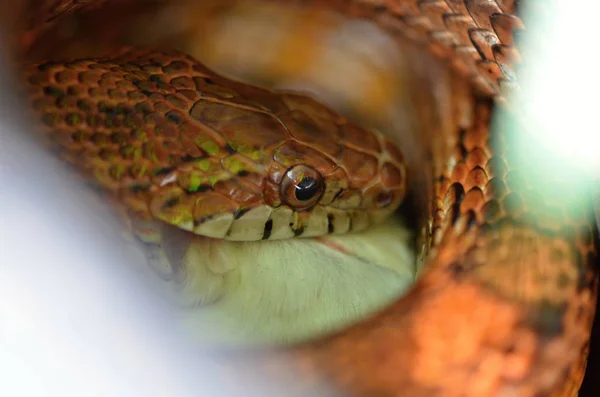Кукурудзяна змія ( Pantherophis guttatus ) — стокове фото