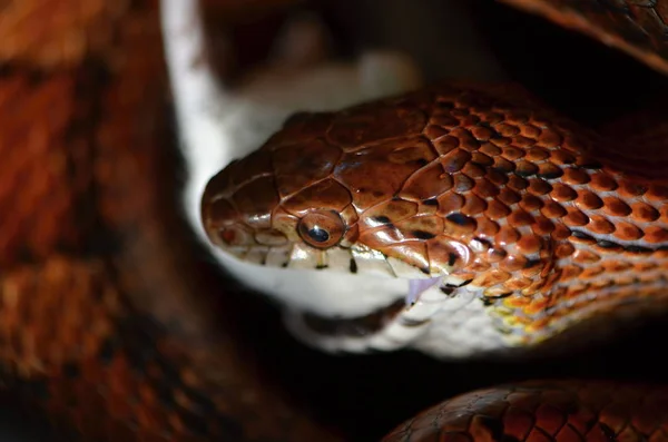 Кукурудзяна змія ( Pantherophis guttatus ) — стокове фото