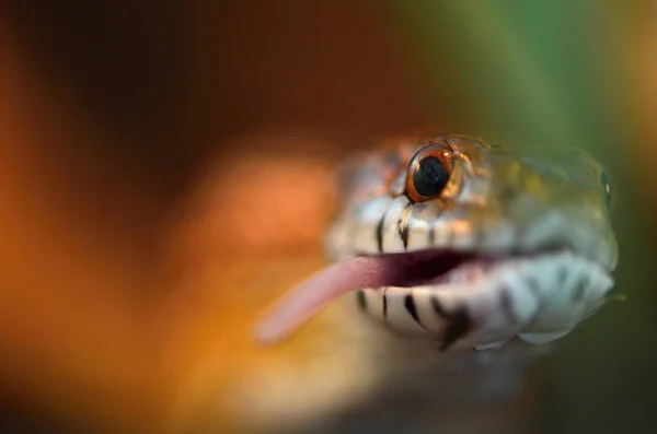 옥수수 뱀 (Pantherophis guttatus) — 스톡 사진