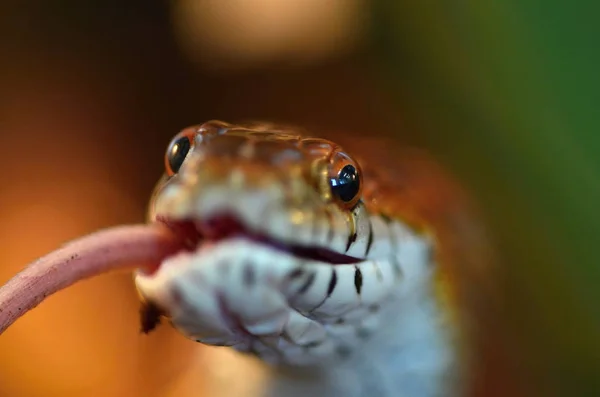 Serpente de milho (Pantherophis guttatus ) — Fotografia de Stock