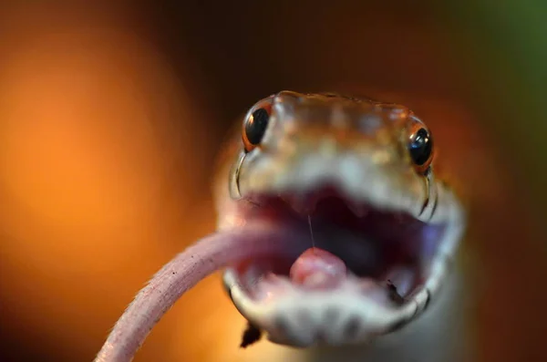 玉米蛇 (Pantherophis 斑) — 图库照片