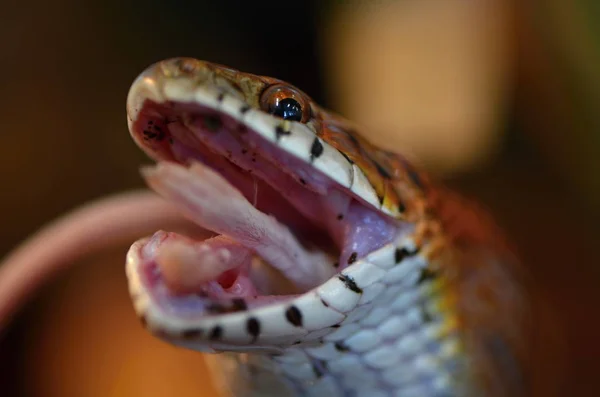 Corn snake (Pantherophis guttatus) — Stock Photo, Image