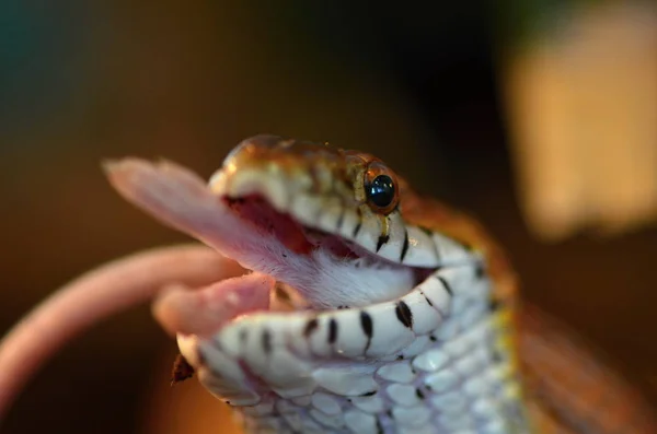 Serpent des genêts (Pantherophis guttatus) ) — Photo