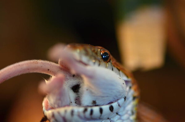 Кукурузная змея (Pantherophis guttatus
)