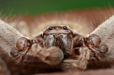 Büyük Avustralya örümcek Holconia morraensis