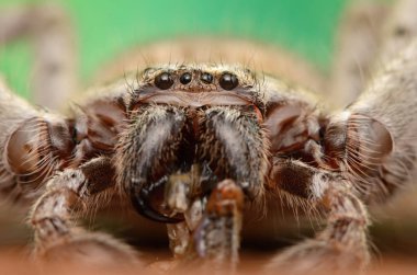 Büyük Avustralya örümcek Holconia morraensis